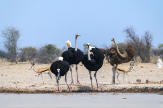 Common ostrich (Struthio camelus), adult female and three males, at the waterhole, Nxai Pan