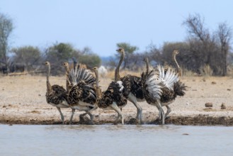 Common ostrich (Struthio camelus), six juveniles, with upturned wings, startled, flight behaviour,