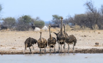 Common ostrich (Struthio camelus), six juveniles, group drinking at a waterhole, Nxai Pan National