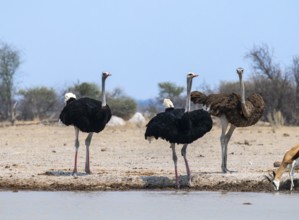 Common ostrich (Struthio camelus), adult female and two males, at the waterhole, Nxai Pan National