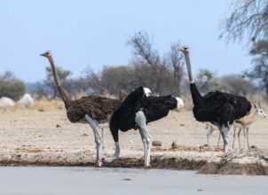 Common ostrich (Struthio camelus), adult female and two males, drinking at a waterhole, Nxai Pan