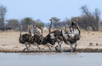 Common ostrich (Struthio camelus), six juveniles, with upturned wings, startled, at waterhole, Nxai