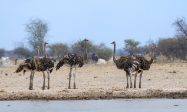 Common ostrich (Struthio camelus), five juveniles, at the waterhole, Nxai Pan National Park,