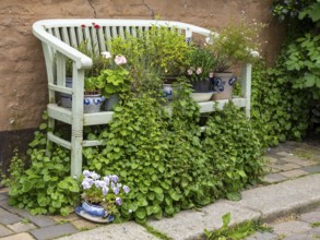 Bench in front of a house wall with flowers and vines, Old Town, Husum, North Frisia,
