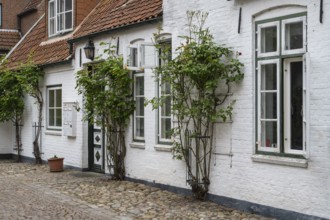 Climbing roses in front of the façade, mullioned window, Old Town, Husum, North Frisia,