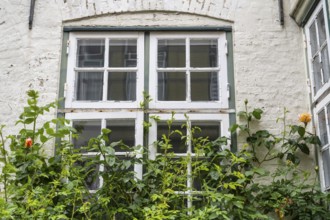 Roses in front of an old window, mullioned window, Old Town, Husum, North Frisia,