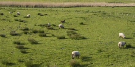 Sheep grazing in the meadows, Dockkoog, Husum, North Frisia, Schleswig-Holstein, Germany