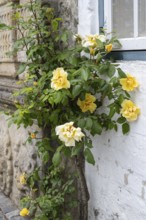 Climbing yellow roses on a house facade, Old Town, Husum, North Frisia, Schleswig-Holstein, Germany