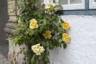 Climbing yellow roses on a house facade, Old Town, Husum, North Frisia, Schleswig-Holstein, Germany