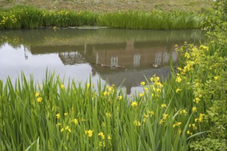 Husum Castle, castle in front of Husum, reflection, moat, marsh iris (Iris pseudacorus) on the