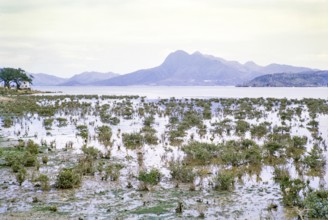 Coastal landscape Tai Po Hoi harbour, New Territories, Hong Kong, Asia, 1964