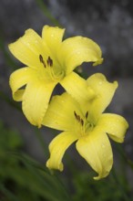 Blüte der Gelben Taglilie (Hemerocallis lilioasphodelus), Nahaufnahme, Makro, Baden-Württemberg,