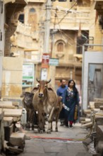 Sacred cows in the old town of Jaisalmer, Rajasthan, India
