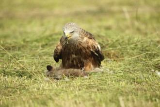 Red kite (Milvus milvus) adult bird on dead young fox (Vulpes vulpes) on freshly mown meadow,