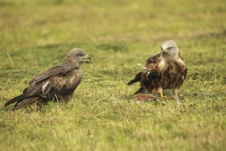 Red kite (Milvus milvus) adult bird at dead young fox (Vulpes vulpes) on freshly mown meadow,