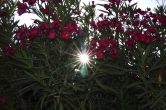 Blossom of the oleander, summer sun, July, Germany