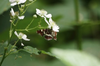 Map Butterfly (Araschnia levana, July, Saxony, Germany