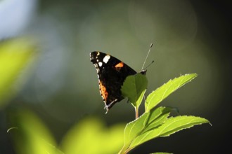Admiral (Vanessa atalanta), June, Saxony, Germany