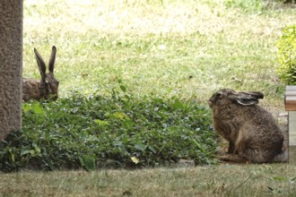 Two rabbits, June, Germany