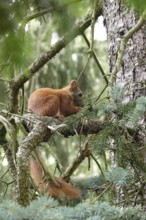 Squirrel, June, Germany