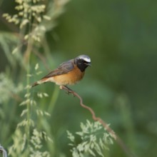 Colourful common redstart (Phoenicurus phoenicurus), adult male in breeding plumage, summer