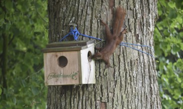 Squirrels, (Sciurus) at the house, cave