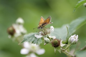 Essex skipper (Thymelicus lineola), brown, flower, nectar