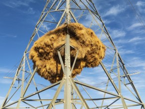 Huge nest of Sociable Weavers (Philetairus socius) built in an elecricity pylon. Low angle aerial