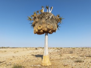 Quiver Tree (Aloidendron dichotomum) with huge nest of Sociable Weavers (Philetairus socius). Low