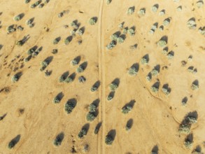 Euphorbia gregaria and desert track. Aerial view. Drone shot. Gondwana Canyon Park. Namibia