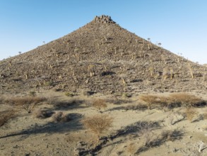 Quiver Tree (Aloidendron dichotomum). At the slope of a conical rock, a so-called Prince Albert