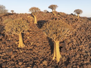 Quiver Tree (Aloidendron dichotomum). Aerial view. Drone shot. Southern Namibia