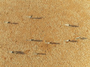 Gemsbok (Oryx gazella). Roaming an arid plain at the edge of the Namib Desert. Aerial view. Drone