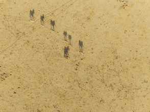 Hartmann's Mountain Zebra (Equus zebra hartmannae). Roaming an arid plain at the edge of the Namib