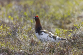 Willow ptarmigan, willow grouse (Lagopus lagopus, Lagopus albus) male, cock in summer plumage on