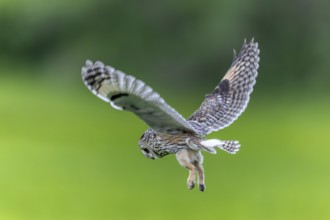 Long-eared owl (Asio otus) in flight over grassland at forest edge, hunting for rodents like mice