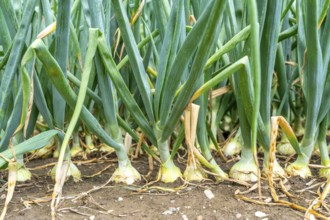Agriculture, field with onions, shortly in front of harvest, near Nettetal, on the Lower Rhine,