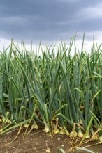 Agriculture, field with onions, shortly in front of harvest, near Nettetal, on the Lower Rhine,
