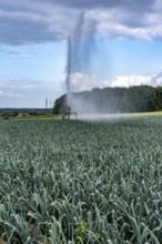 Agriculture, artificial irrigation of a field, sprinkler system, leek, leek, east of Nettetal, on