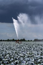Agriculture, artificial irrigation of a field, irrigation system, cabbage cultivation, red cabbage,