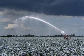 Agriculture, artificial irrigation of a field, irrigation system, cabbage cultivation, red cabbage,