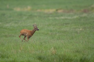Roebuck (Capreolus capreolus), Mecklenburg-Western Pomerania, Müritz region, Germany