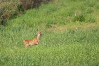 Fawn (Capreolus capreolus) at the edge of a field, Mecklenburg-Western Pomerania, Müritz region,