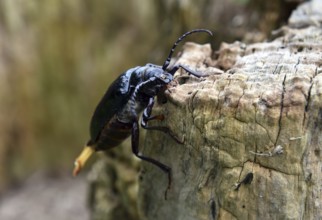The Prionus coriarius beetle (Prionus coriarius) on dead wood