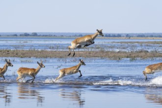 Red lechwe antelope herd (Kobus lache) runs through shallow water, splashing wildly in Chobe River.