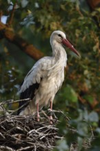 High up in the poplars... White stork (Ciconia ciconia) on its nest in a tree, young adult bird