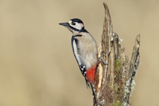 Great spotted woodpecker (Dendrocopos major), male, foraging on a tree stump overgrown with moss