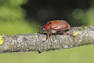 May beetle, wood cockchafer (Melolontha hippocastani), female, on a branch covered with lichen,