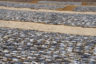 Cleaned fish drying in the sun on coconut matte, Negombo, Sri Lanka