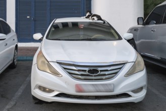 Domestic cat (Felis catus) lying on a car roof, Abu Dhabi, United Arab Emirates